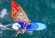 Komplett vindsurfingpaket 3 dagar (Uthyrning)